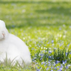 El conejo de Pascua pide precaución por Fabiola Maldonado Mastrojeni