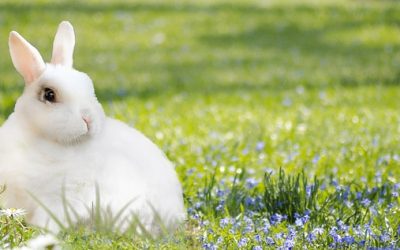 El conejo de Pascua pide precaución por Fabiola Maldonado Mastrojeni