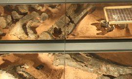 Conoce el Museo Paleontológico de Alpuente en Valencia
